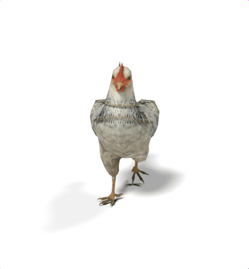 Chicken mesh